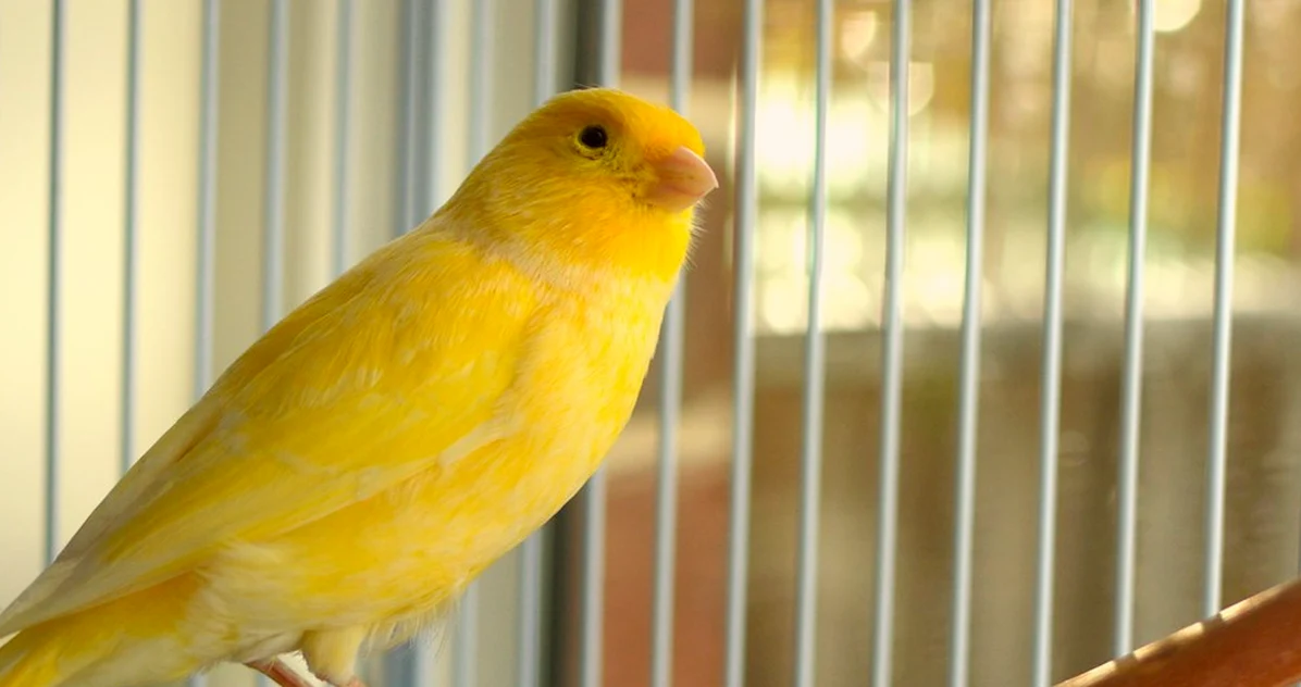 Con clima húmedo, cubrir la jaula perjudica a tus aves