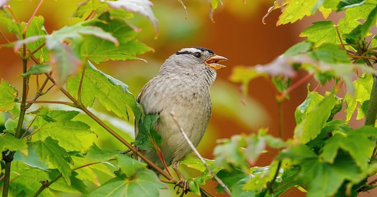El error al fotografiar pájaros junto al comedero