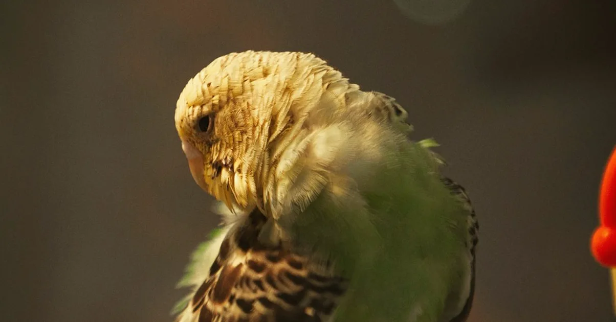 El error de elegir juguetes para loros por especie