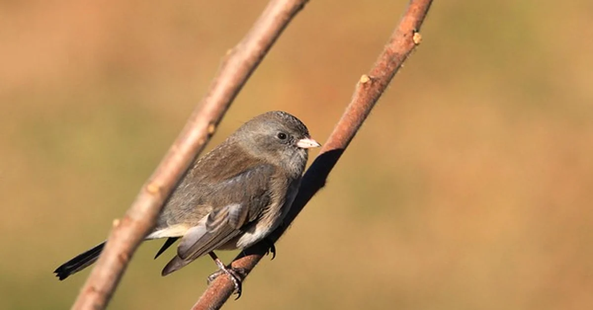 El error de usar perchas iguales para tus pájaros