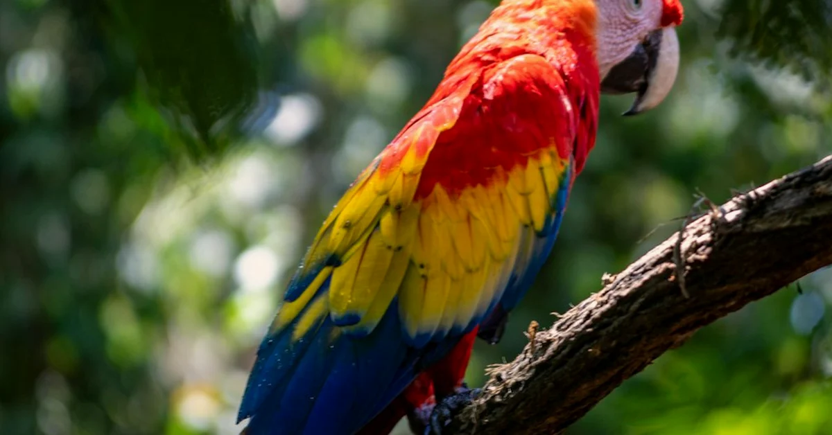 El parque no compensa una jaula pequeña para ninfa
