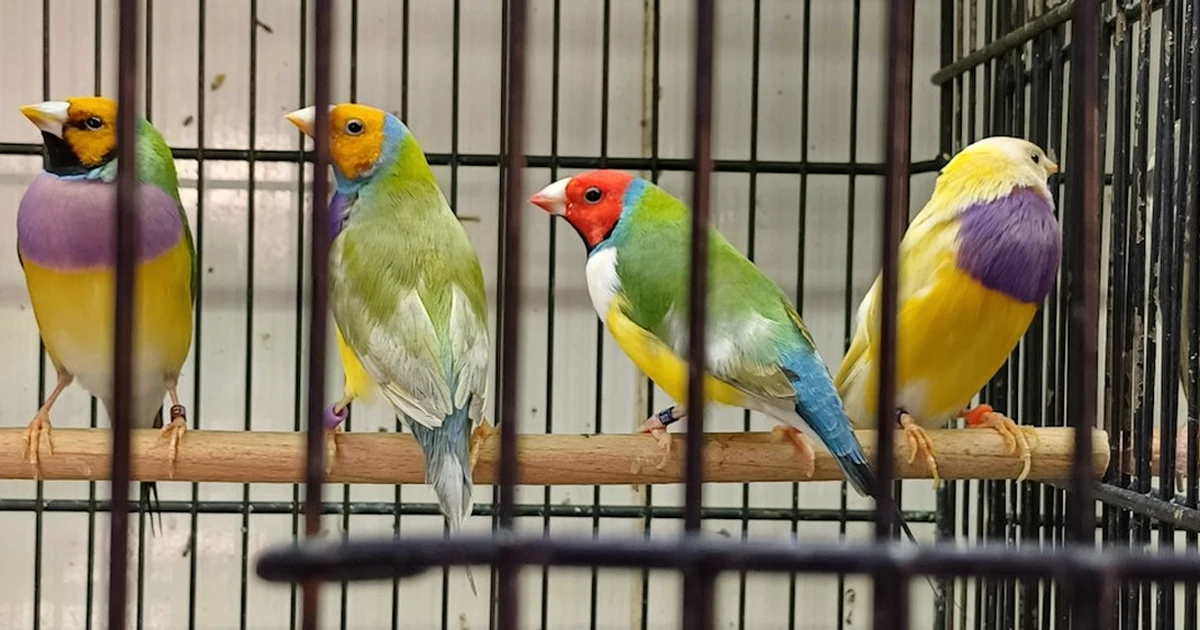 El separador no hace amplia una jaula para dos pájaros