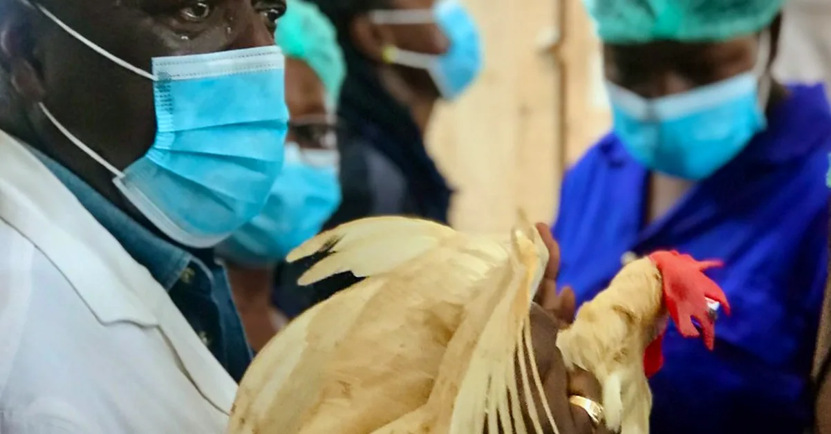 Gripe aviar: comederos seguros para aves