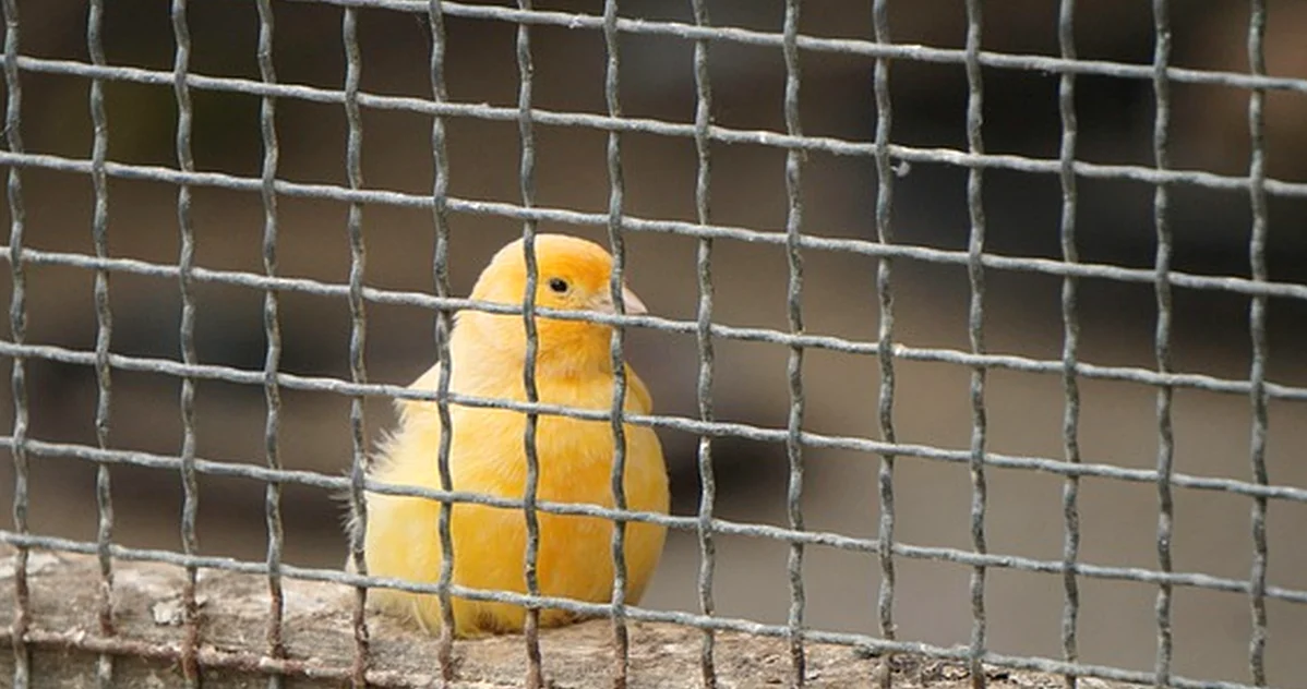 Las ruedas no sirven si la jaula para pájaros vibra