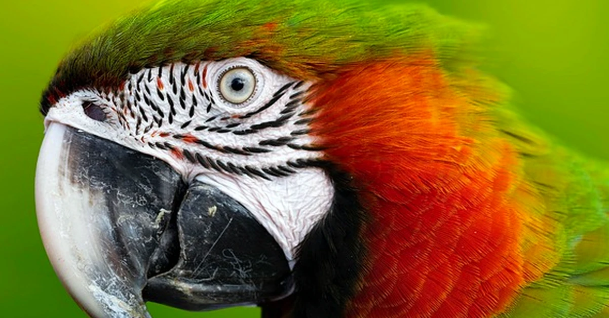 No elijas el pienso Psittacus solo por el pellet