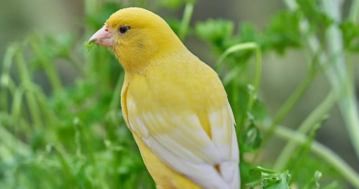 Tu comedero puede alejar al verdecillo del jardín