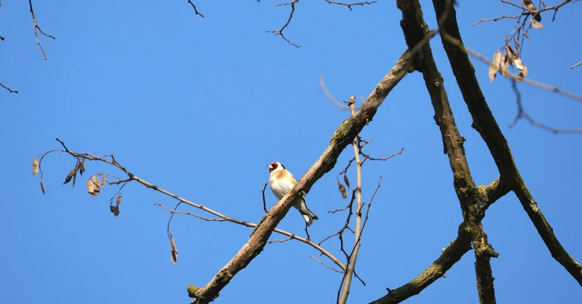 Un jilguero canta por territorio, no solo por celo